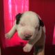 French Bulldog Puppies for sale in Painesville, OH 44077, USA. price: NA
