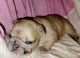 French Bulldog Puppies for sale in Bristow, OK 74010, USA. price: $4,500