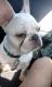 French Bulldog Puppies for sale in Vista, CA, USA. price: $2,500
