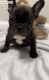 French Bulldog Puppies for sale in Marietta, GA 30060, USA. price: NA