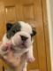 French Bulldog Puppies for sale in Muskogee, OK, USA. price: $3,000