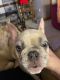 French Bulldog Puppies for sale in Suffolk, VA 23437, USA. price: $3,000