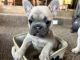French Bulldog Puppies for sale in Vista, CA, USA. price: $6,500