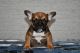 French Bulldog Puppies for sale in Pacific, WA, USA. price: $4,000