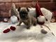 French Bulldog Puppies for sale in Bloomington, IL, USA. price: $4,000