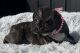 French Bulldog Puppies for sale in Punta Gorda, FL, USA. price: $2,200