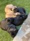 French Bulldog Puppies for sale in La Quinta, CA 92253, USA. price: $250