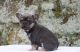 French Bulldog Puppies for sale in Asheville, NC, USA. price: $4,000