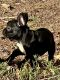 French Bulldog Puppies for sale in Lithonia, GA 30058, USA. price: $2,250