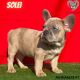French Bulldog Puppies for sale in Naples, FL, USA. price: NA