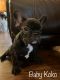 French Bulldog Puppies for sale in Fresno, CA, USA. price: $3,500