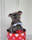French Bulldog Puppies for sale in Portland, OR, USA. price: $4,200