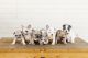 French Bulldog Puppies for sale in Mesa, AZ, USA. price: $3,500