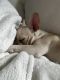 French Bulldog Puppies for sale in Indian Land, SC 29707, USA. price: $1,500
