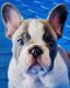 French Bulldog Puppies for sale in Charlotte, NC, USA. price: $3,000