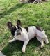French Bulldog Puppies for sale in Charlotte, NC, USA. price: $2,000
