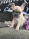 French Bulldog Puppies for sale in Quakertown, PA 18951, USA. price: NA