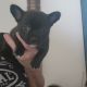 French Bulldog Puppies for sale in Fort Myers, FL, USA. price: $800