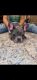 French Bulldog Puppies for sale in Bluefield, WV 24701, USA. price: NA