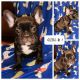 French Bulldog Puppies for sale in 4156 Laurel Oak Rd, North Chesterfield, VA 23237, USA. price: $1,600
