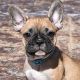 French Bulldog Puppies for sale in Pilot Point, TX 76258, USA. price: $2,500