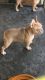 French Bulldog Puppies for sale in Hemet, CA 92543, USA. price: $2,700