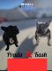 French Bulldog Puppies for sale in Palmdale, CA, USA. price: $1,400