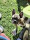 French Bulldog Puppies for sale in Harrisburg, PA, USA. price: $2,000