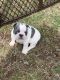 French Bulldog Puppies for sale in Muskogee, OK, USA. price: NA