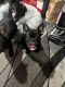 French Bulldog Puppies for sale in Lake Hiawatha, Parsippany-Troy Hills, NJ 07034, USA. price: $3,500