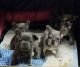 French Bulldog Puppies for sale in Oil City, PA 16301, USA. price: $2,500
