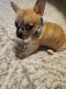 French Bulldog Puppies for sale in Fort Myers, FL, USA. price: $1,250