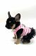 French Bulldog Puppies for sale in Vancouver, WA, USA. price: NA