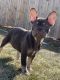French Bulldog Puppies for sale in Palatine, IL, USA. price: NA