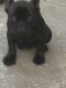 French Bulldog Puppies for sale in Kendall, FL, USA. price: $1,200
