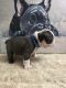 French Bulldog Puppies for sale in Elizabeth, NJ, USA. price: $5,000