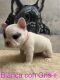 French Bulldog Puppies for sale in Elizabeth, NJ, USA. price: $4,000