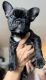 French Bulldog Puppies for sale in Santa Monica, CA 90404, USA. price: NA