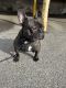 French Bulldog Puppies for sale in San Gabriel, CA, USA. price: $2,500