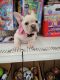 French Bulldog Puppies for sale in Anaheim, CA 92802, USA. price: $5,000