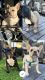 French Bulldog Puppies for sale in San Jose, CA, USA. price: $1,200