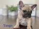French Bulldog Puppies for sale in Menifee, CA, USA. price: $3,000
