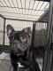French Bulldog Puppies for sale in Raleigh, NC, USA. price: $2,000