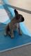 French Bulldog Puppies for sale in 12570 Windy Pointe Lp, Orlando, FL 32824, USA. price: NA