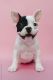French Bulldog Puppies for sale in Charlotte, NC, USA. price: $750