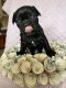 French Bulldog Puppies for sale in Ypsilanti, MI 48197, USA. price: $2,500