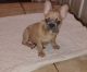 French Bulldog Puppies for sale in Bristow, OK 74010, USA. price: NA