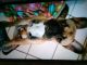 French Bulldog Puppies for sale in Macon, GA, USA. price: $1,200