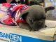 French Bulldog Puppies for sale in Ocala, FL 34473, USA. price: $4,500