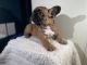French Bulldog Puppies for sale in Concord, NC 28027, USA. price: NA